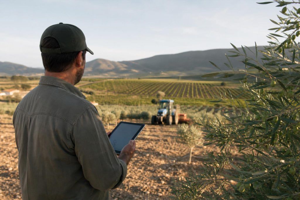 Agricultor de espaldas con una tableta observa un tractor que trabaja entre olivos jóvenes, con montes al fondo